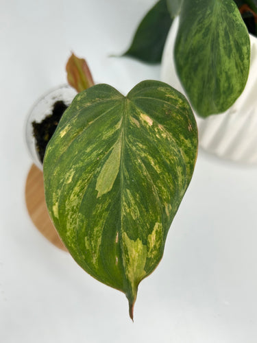 Philodendron Micans Variegated