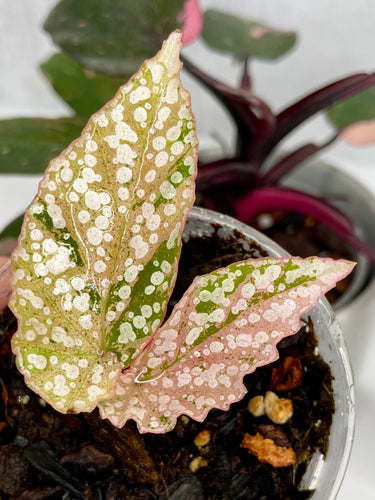 Begonia 'Snow Capped' Variegated