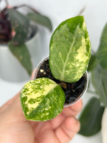 Variegated Zamioculcas Zamiifolia Starter Plant