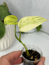 Load image into Gallery viewer, Scindapsus Hederaceus Blue Aurea