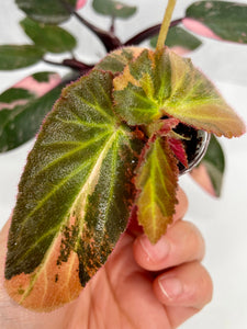 Begonia ‘Withlacoochee’ Variegated