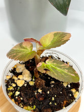 Load image into Gallery viewer, Begonia ‘Withlacoochee’ Variegated