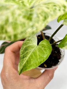 Syngonium Batik Variegated