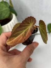 Load image into Gallery viewer, Begonia ‘Withlacoochee’ Variegated