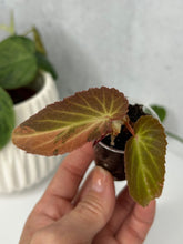 Load image into Gallery viewer, Begonia ‘Withlacoochee’ Variegated