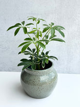 Load image into Gallery viewer, Variegated Schefflera Arboricola