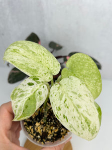Scindapsus Pictus 'Mangurai' Variegated