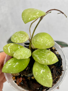 Hoya Brevialata “Splash”