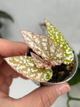 Load image into Gallery viewer, Begonia &#39;Snow Capped&#39; Variegated