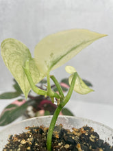 Load image into Gallery viewer, Scindapsus &#39;Mayari&#39; Variegated