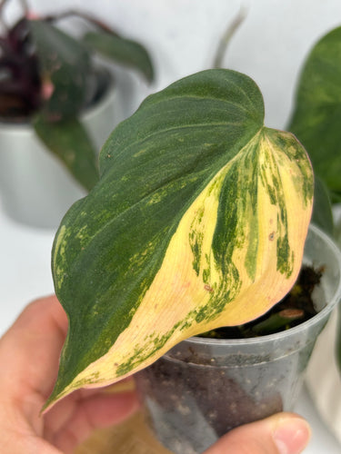 Philodendron Micans Variegated