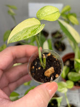 Load image into Gallery viewer, Scindapsus Hederaceus Blue Aurea