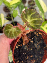 Load image into Gallery viewer, Begonia Soli-Mutata Variegated
