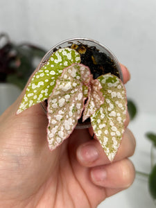 Begonia 'Snow Capped' Variegated