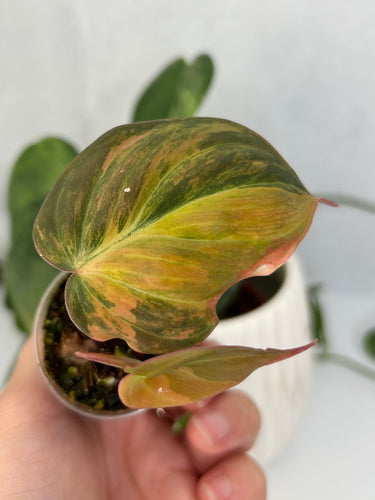 Philodendron Micans Variegated