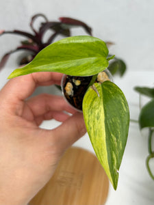 Scindapsus Hederaceus Blue Aurea