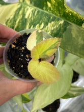 Load image into Gallery viewer, Begonia ‘Withlacoochee’ Variegated