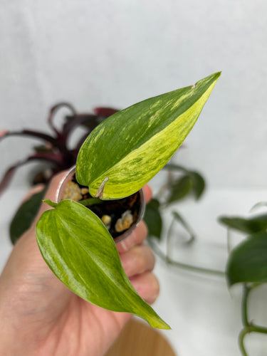 Scindapsus Hederaceus Blue Aurea