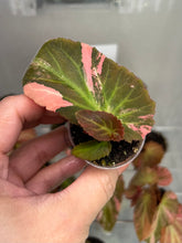 Load image into Gallery viewer, Begonia ‘Withlacoochee’ Variegated