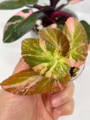 Begonia ‘Withlacoochee’ Variegated
