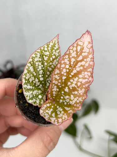 Begonia 'Snow Capped' Variegated