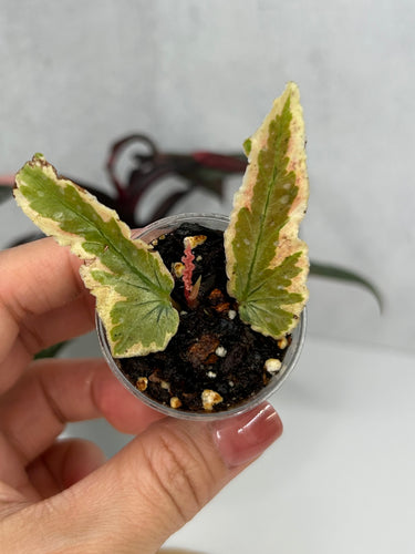 Begonia 'Dainty Spray' Sport Variegated