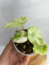 Load image into Gallery viewer, Begonia Conchifolia Rubrimacula (Rouge)
