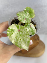 Load image into Gallery viewer, Begonia Conchifolia Rubrimacula (Rouge)
