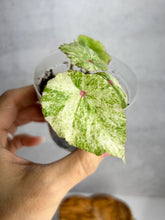 Load image into Gallery viewer, Begonia Conchifolia Rubrimacula (Rouge)