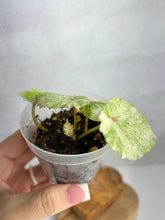 Load image into Gallery viewer, Begonia Conchifolia Rubrimacula (Rouge)