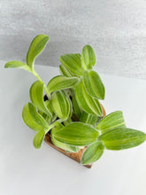 Load image into Gallery viewer, Tradescantia Sillamontana Variegata