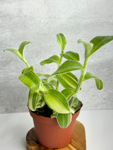 Load image into Gallery viewer, Tradescantia Sillamontana Variegata