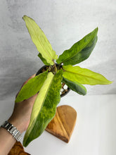 Load image into Gallery viewer, Alocasia Lauterbachiana Variegated