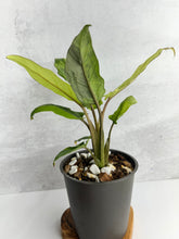 Load image into Gallery viewer, Alocasia Lauterbachiana Variegated