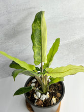 Load image into Gallery viewer, Alocasia Lauterbachiana Variegated