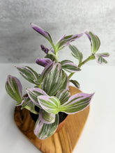 Load image into Gallery viewer, Tradescantia 'Nanouk'