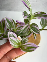 Load image into Gallery viewer, Tradescantia 'Nanouk'