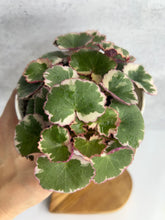 Load image into Gallery viewer, Strawberry Begonia Variegated