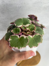 Load image into Gallery viewer, Strawberry Begonia Variegated
