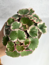 Load image into Gallery viewer, Strawberry Begonia Variegated