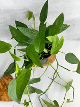 Load image into Gallery viewer, Epipremnum ‘Cebu Blue’ (Epipremnum pinnatum)
