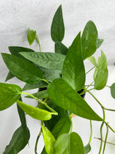 Load image into Gallery viewer, Epipremnum ‘Cebu Blue’ (Epipremnum pinnatum)