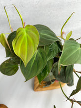 Load image into Gallery viewer, Philodendrons Micans