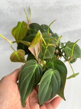 Load image into Gallery viewer, Philodendrons Micans