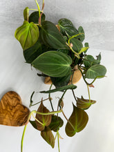 Load image into Gallery viewer, Philodendrons Micans