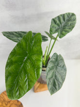 Load image into Gallery viewer, Alocasia Sinuata