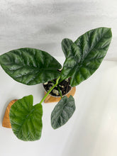Load image into Gallery viewer, Alocasia Sinuata