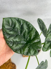 Load image into Gallery viewer, Alocasia Sinuata