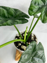 Load image into Gallery viewer, Alocasia Sinuata