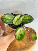 Load image into Gallery viewer, Hoya Mathilde Variegated